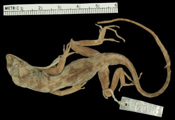 Media type: image; Herpetology R-8544